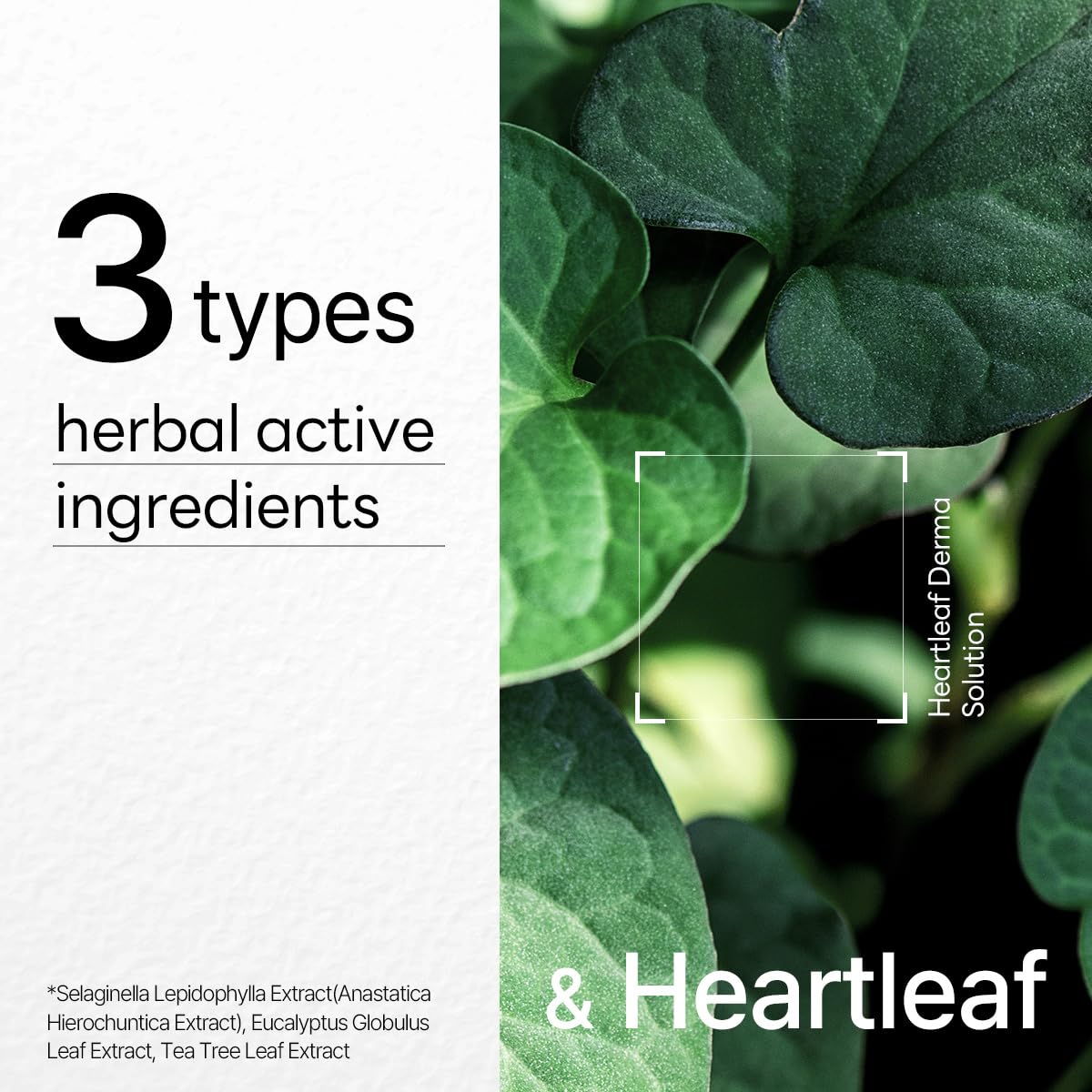 Mediheal Heartleaf Dermaplus Mask